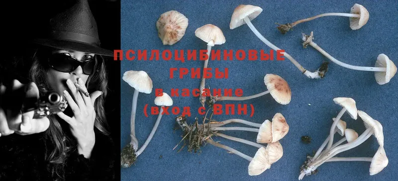 Галлюциногенные грибы Psilocybe  наркотики  Воткинск 